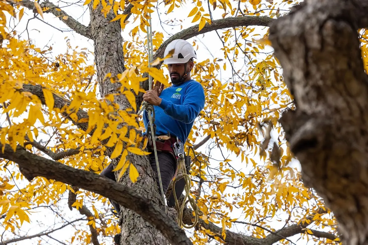 Skilled Tree Trimming crew working in Hamlin
